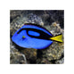 Blue Tang - (Paracanthurus hepatus)