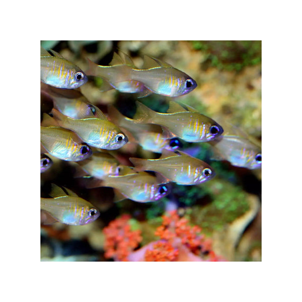 Indonesia LIVE STOCK Cardinal Apogon Leptacanthus - Longspine Cardinalfish