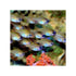 files/indonesia-live-stock-cardinal-apogon-leptacanthus-longspine-cardinalfish-40739931226342.jpg