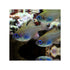 files/indonesia-live-stock-cardinal-apogon-leptacanthus-longspine-cardinalfish-40739931422950.jpg