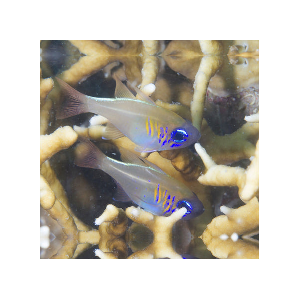 Indonesia LIVE STOCK Cardinal Apogon Leptacanthus - Longspine Cardinalfish