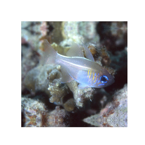 Indonesia LIVE STOCK Cardinal Apogon Leptacanthus - Longspine Cardinalfish