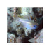 files/indonesia-live-stock-cardinal-apogon-leptacanthus-longspine-cardinalfish-40739931488486.jpg