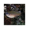 Indonesia LIVE STOCK Cardinal Apogon Leptacanthus - Longspine Cardinalfish