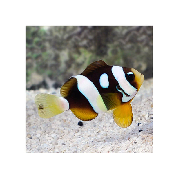 Indonesia LIVE STOCK Clarkii Clownfish (Amphiprion clarkii)