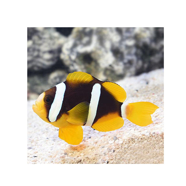 Indonesia LIVE STOCK Clarkii Clownfish (Amphiprion clarkii)