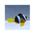 files/indonesia-live-stock-clarkii-clownfish-amphiprion-clarkii-40359470989542.jpg