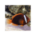 files/indonesia-live-stock-clown-fish-amphiprion-frenatus-red-tomato-clown-40359488684262.jpg