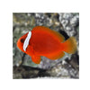 Indonesia LIVE STOCK Clown Fish Amphiprion Frenatus - Red Tomato Clown