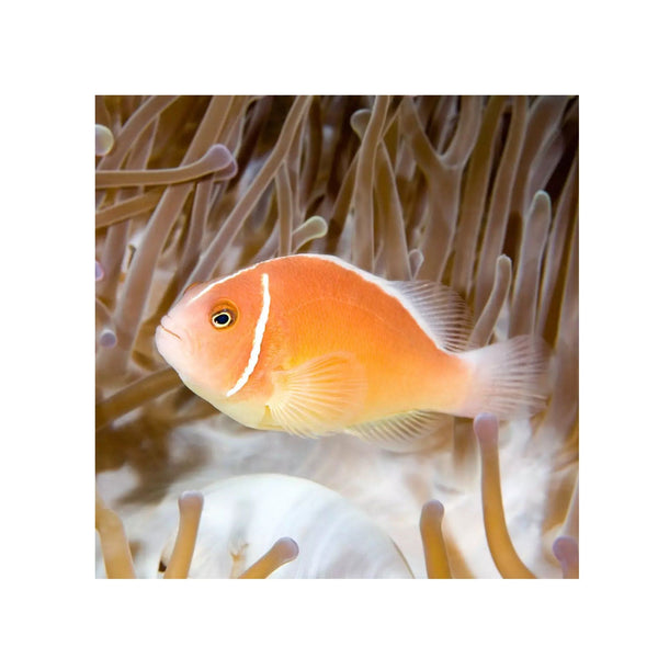Indonesia LIVE STOCK Clownfish Pink Skunk Clownfish - (Amphiprion Perideraion)