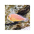 files/indonesia-live-stock-clownfish-pink-skunk-clownfish-amphiprion-perideraion-40359538622694.jpg