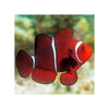 Indonesia LIVE STOCK Clownfish Premnas Biaculeatus - Maroon Clown