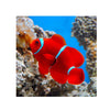 Indonesia LIVE STOCK Clownfish Premnas Biaculeatus - Maroon Clown