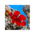 files/indonesia-live-stock-clownfish-premnas-biaculeatus-maroon-clown-40735776440550.jpg