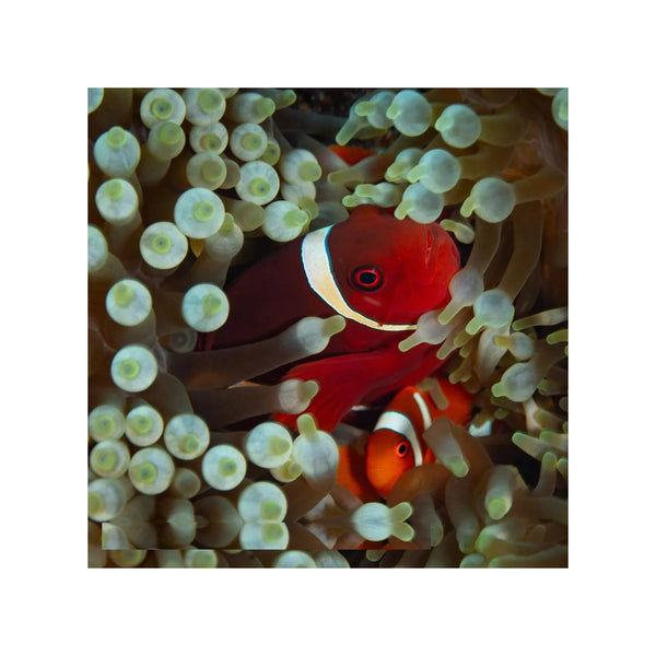 Indonesia LIVE STOCK Clownfish Premnas Biaculeatus - Maroon Clown