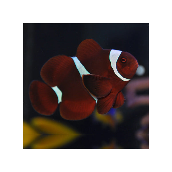 Indonesia LIVE STOCK Clownfish Premnas Biaculeatus - Maroon Clown