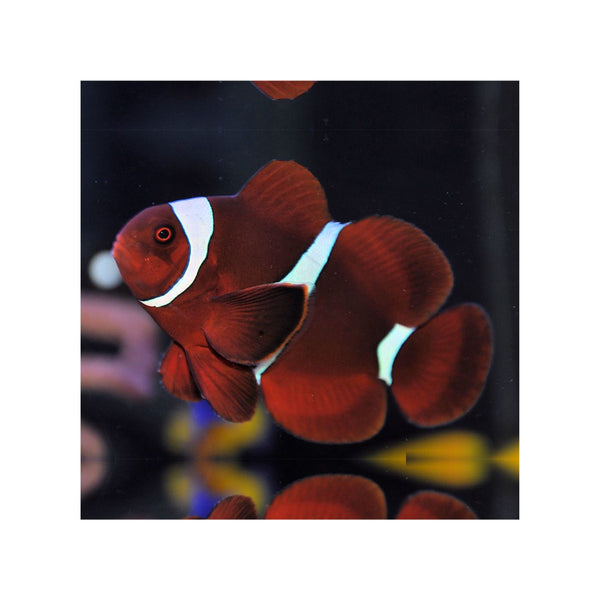 Indonesia LIVE STOCK Clownfish Premnas Biaculeatus - Maroon Clown