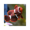 Indonesia LIVE STOCK Clownfish Premnas Biaculeatus - Maroon Clown