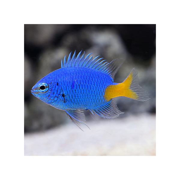 Indonesia LIVE STOCK Damsel Chrysiptera Parasema - Yellow-Tail Blue Damsel