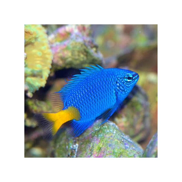 Indonesia LIVE STOCK Damsel Chrysiptera Parasema - Yellow-Tail Blue Damsel