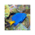 files/indonesia-live-stock-damsel-chrysiptera-parasema-yellow-tail-blue-damsel-40760318722278.jpg