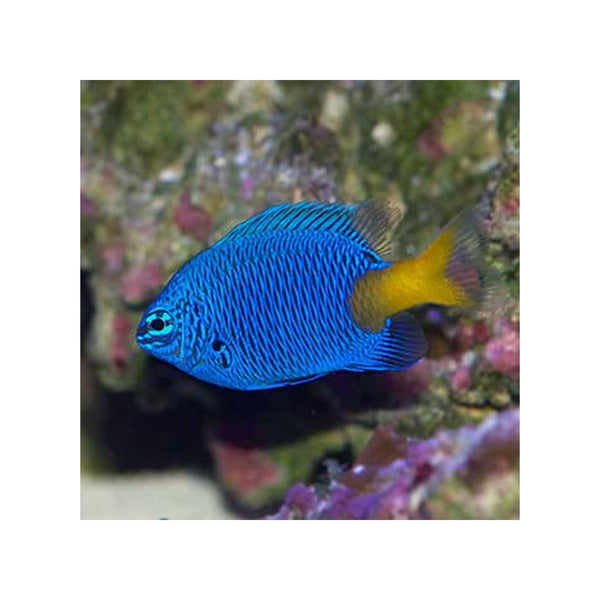 Indonesia LIVE STOCK Damsel Chrysiptera Parasema - Yellow-Tail Blue Damsel