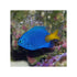 files/indonesia-live-stock-damsel-chrysiptera-parasema-yellow-tail-blue-damsel-40760318787814.jpg