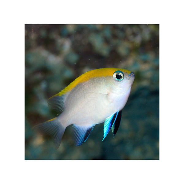 Indonesia LIVE STOCK Damsel Damsel - Yellow-Backed Damsel (Paraglyphidodon Melas)