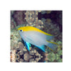 Indonesia LIVE STOCK Damsel Damsel - Yellow-Backed Damsel (Paraglyphidodon Melas)