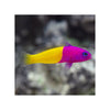 Indonesia LIVE STOCK Dottyback Pseudochromis Paccagnellae - Royal Dottyback