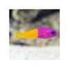 Indonesia LIVE STOCK Dottyback Pseudochromis Paccagnellae - Royal Dottyback