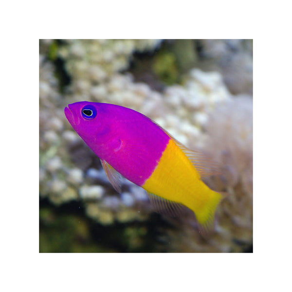 Indonesia LIVE STOCK Dottyback Pseudochromis Paccagnellae - Royal Dottyback