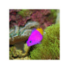 Indonesia LIVE STOCK Dottyback Pseudochromis Paccagnellae - Royal Dottyback