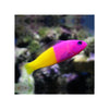 Indonesia LIVE STOCK Dottyback Pseudochromis Paccagnellae - Royal Dottyback