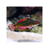 Indonesia LIVE STOCK Exquisite Fairy Wrasse - (Cirrhilabrus Exqusitus)