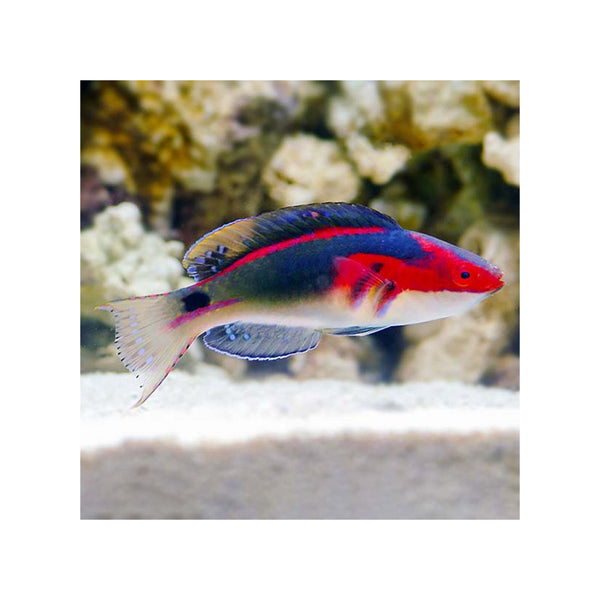 Indonesia LIVE STOCK Exquisite Fairy Wrasse - (Cirrhilabrus Exqusitus)