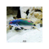 Indonesia LIVE STOCK Exquisite Fairy Wrasse - (Cirrhilabrus Exqusitus)