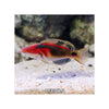 Indonesia LIVE STOCK Exquisite Fairy Wrasse - (Cirrhilabrus Exqusitus)