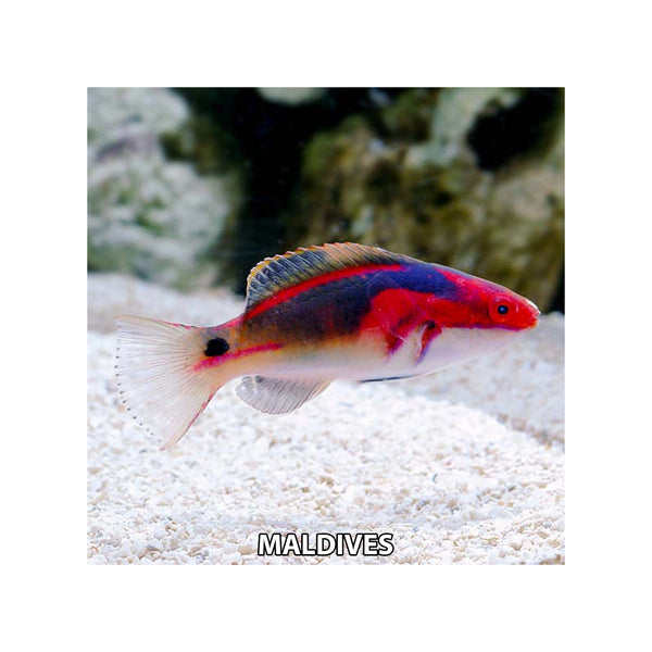 Indonesia LIVE STOCK Exquisite Fairy Wrasse - (Cirrhilabrus Exqusitus)