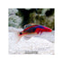 files/indonesia-live-stock-exquisite-fairy-wrasse-cirrhilabrus-exqusitus-40678911410406.jpg