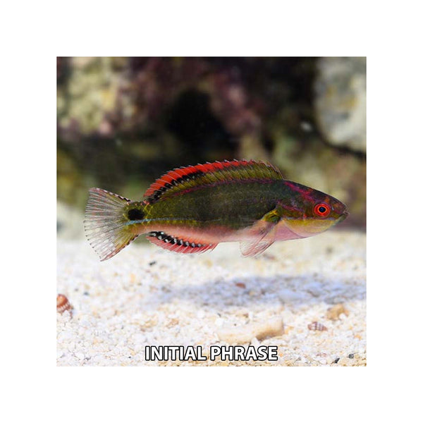 Indonesia LIVE STOCK Exquisite Fairy Wrasse - (Cirrhilabrus Exqusitus)