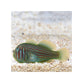 Green Clown Goby - (Gobiodon atrangulatus)