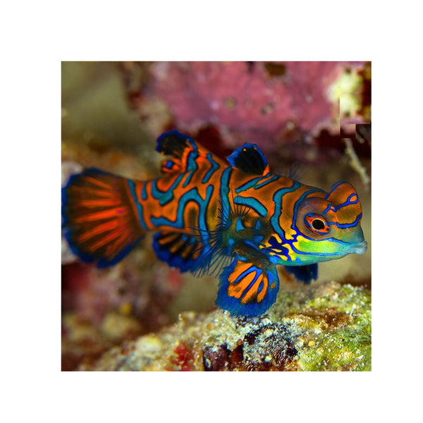 Indonesia LIVE STOCK Green Mandarin Fish - (Pterosynchiropus Splendidus)