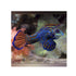 files/indonesia-live-stock-green-mandarin-fish-pterosynchiropus-splendidus-40363477827814.jpg