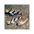 files/indonesia-live-stock-hi-fin-red-banded-goby-stonogobiops-nematodes-40715273502950.jpg