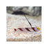 Indonesia LIVE STOCK Hi Fin Red Banded Goby - (Stonogobiops nematodes)