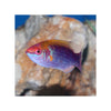 Indonesia LIVE STOCK Lubbock Fairy Wrasse - (Cirrhilabrus Lubbocki)