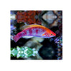 Indonesia LIVE STOCK Lubbock Fairy Wrasse - (Cirrhilabrus Lubbocki)