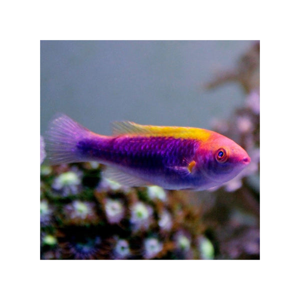 Indonesia LIVE STOCK Lubbock Fairy Wrasse - (Cirrhilabrus Lubbocki)