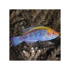 Indonesia LIVE STOCK Lubbock Fairy Wrasse - (Cirrhilabrus Lubbocki)